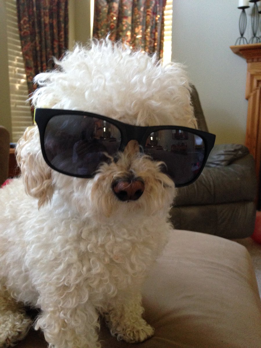 eschutter10's tweet photo. Petey’s wearing shades because Patricia’s future is so bright!👩⚕️🎓 #Flyer18Grad #UDDPT https://t.co/P8vWYs5OVE