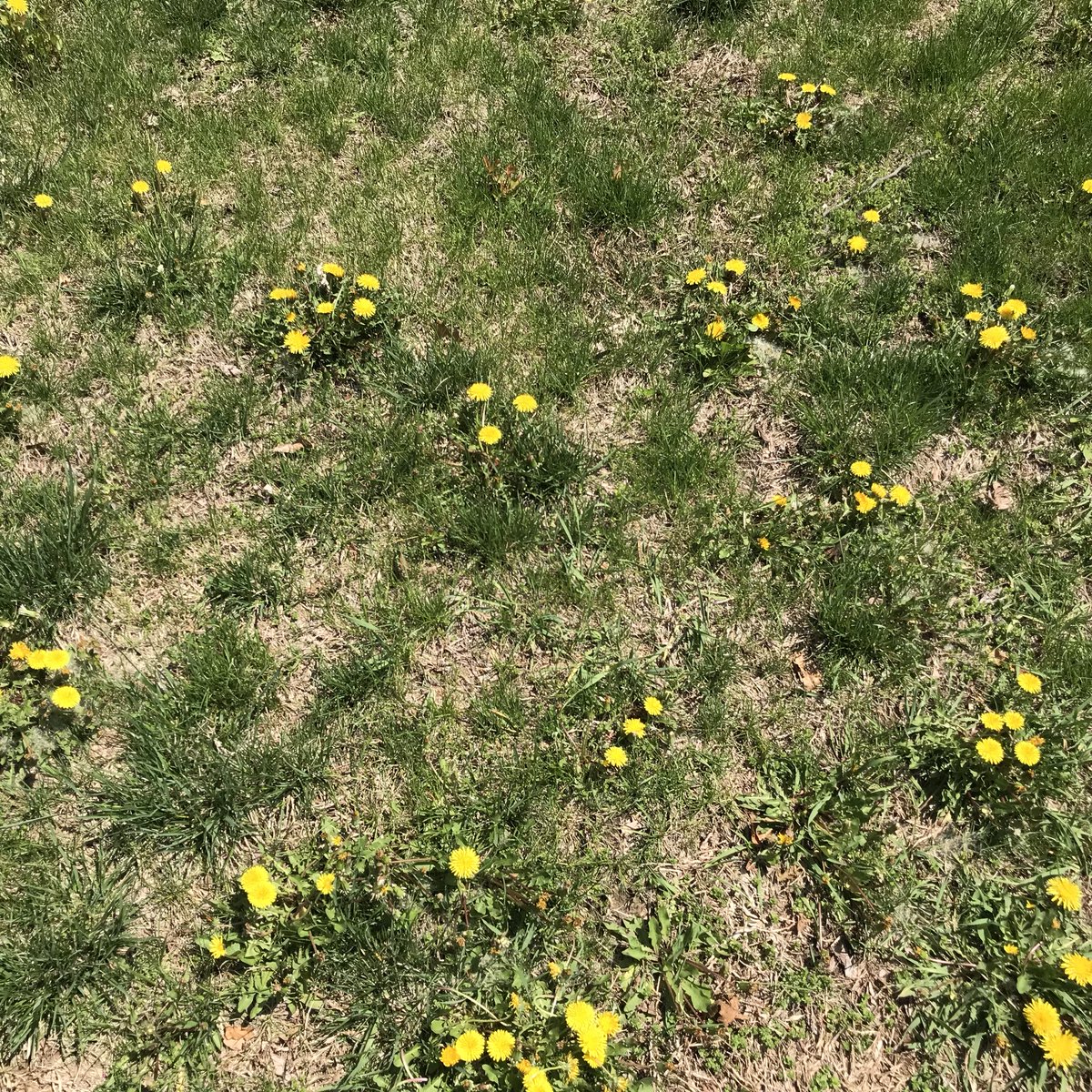 nullsession's tweet image. There’s always “that neighbor” with a felonious number of weeds he is willing to let grow and blow into your yard.