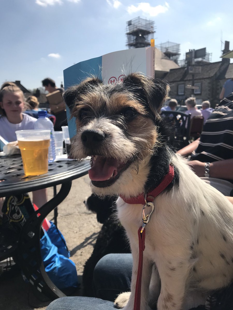 NouvelleEuropea's tweet photo. East Yorkshire Fundraiser loving chogging #DogsofTDY #yaa #tdy https://t.co/9pnqnPGyUT