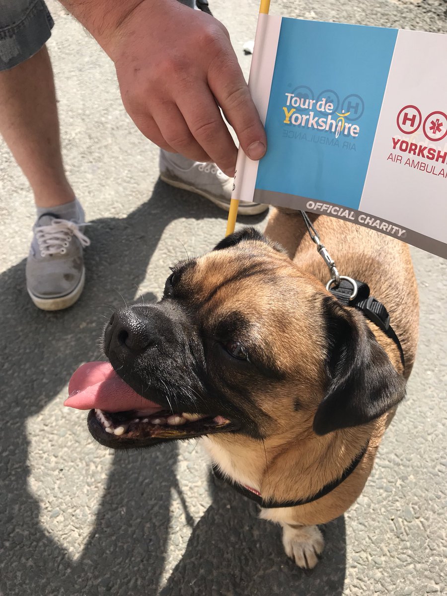 NouvelleEuropea's tweet photo. East Yorkshire Fundraiser loving chogging #DogsofTDY #yaa #tdy https://t.co/9pnqnPGyUT
