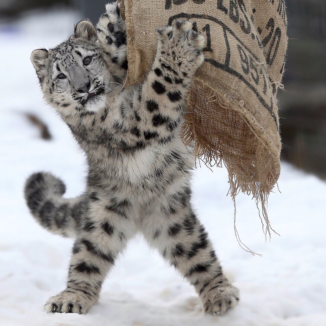 可愛い可笑しい動物たち V Twitter ユキヒョウ 多摩動物公園のユキヒョウのフクちゃん お気に入りの麻袋持ってどこ行くの