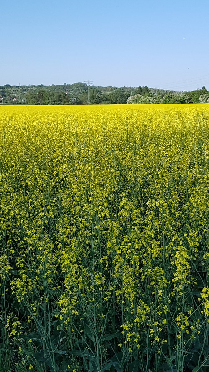 BeautifulPoland's tweet photo. #Wiosna #kwitnącyrzepak #beautifulPoland https://t.co/fkZZS42OI5