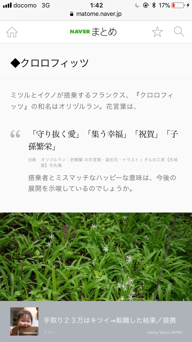たるとたたん これがクロロフィッツの花言葉です T Co 0tols5qvqm Twitter