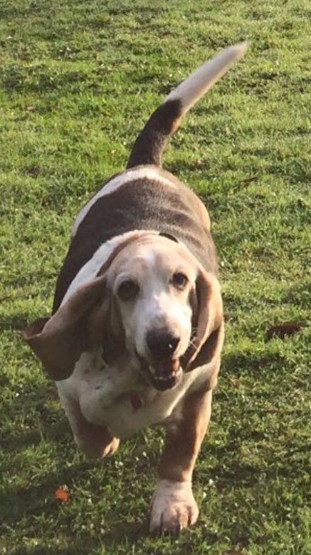 vampiredoggie's tweet photo. Big smiles ๐๐โค๏ธ#millymoo https://t.co/Mnqt147bw4