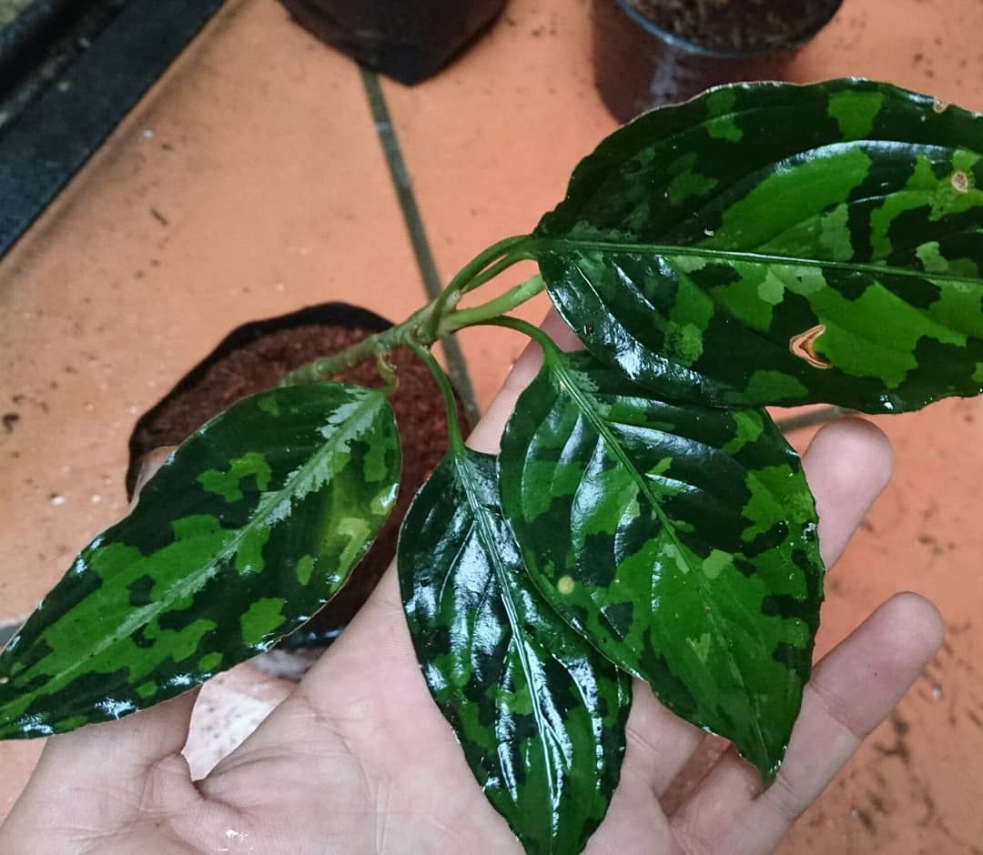 Aglaonema pictum