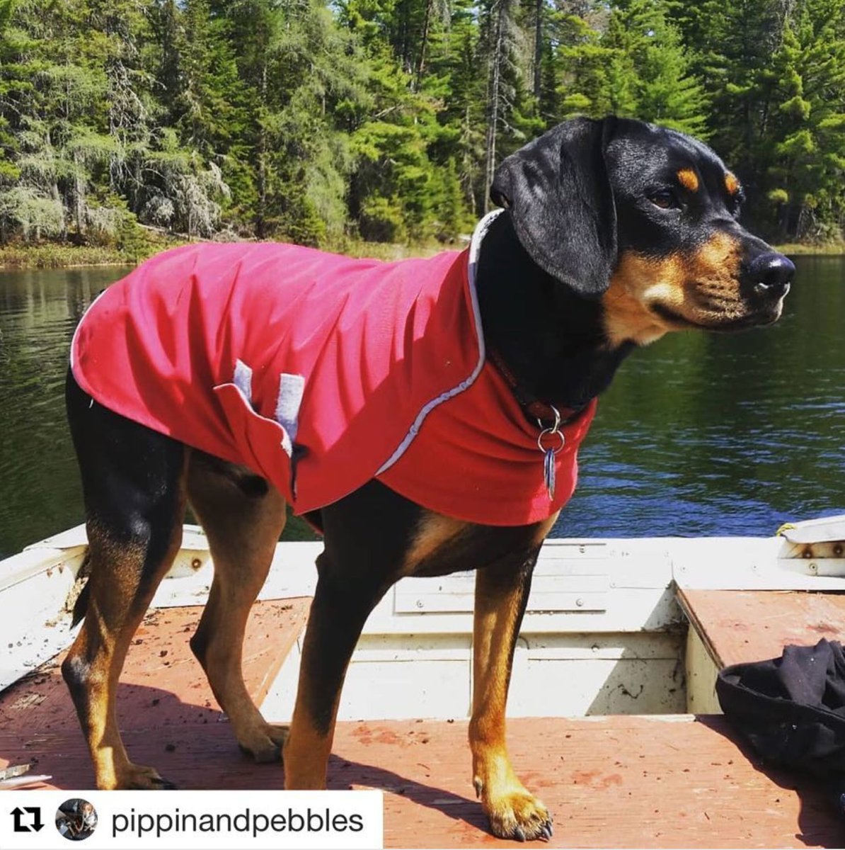 Happy Saturday everyone! What a beautiful day it is here in Ottawa, let’s hope it stays this way for a while! ☀️Here’s a stunning, sunny #tbt photo of @pippinandpebbles pup rocking our Red Rain Slicker!😎 instagram.com/p/BiZ0PZFBPvD/