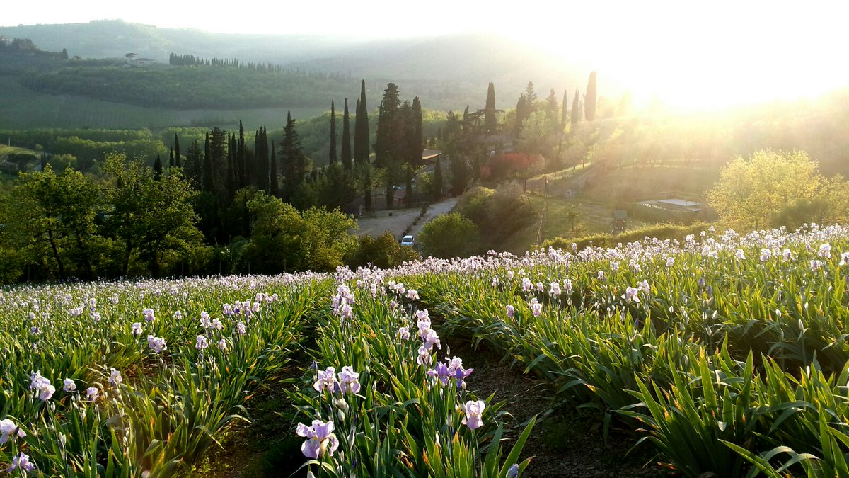 leonardomanetti's tweet photo. Leggi l'articolo: https://t.co/farG8pDsRu #firenze #festagiaggiolo #giaggiolo #iris #florence #chianti #greveinchianti https://t.co/NkasoHh5XB