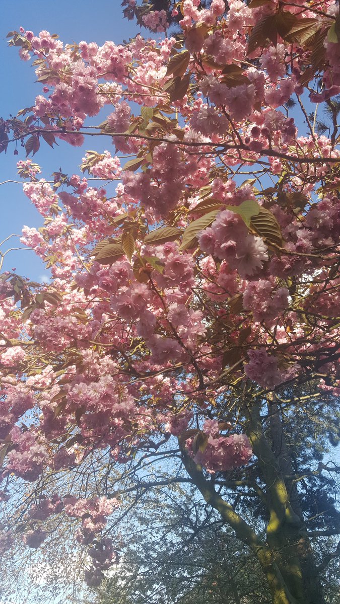 DeborahCFoster's tweet photo. Loving the #cherryblossom in #GosforthCentralPark is absolutely #beautiful #sunny #BankHolidayWeekend https://t.co/gyxBrHZoAr