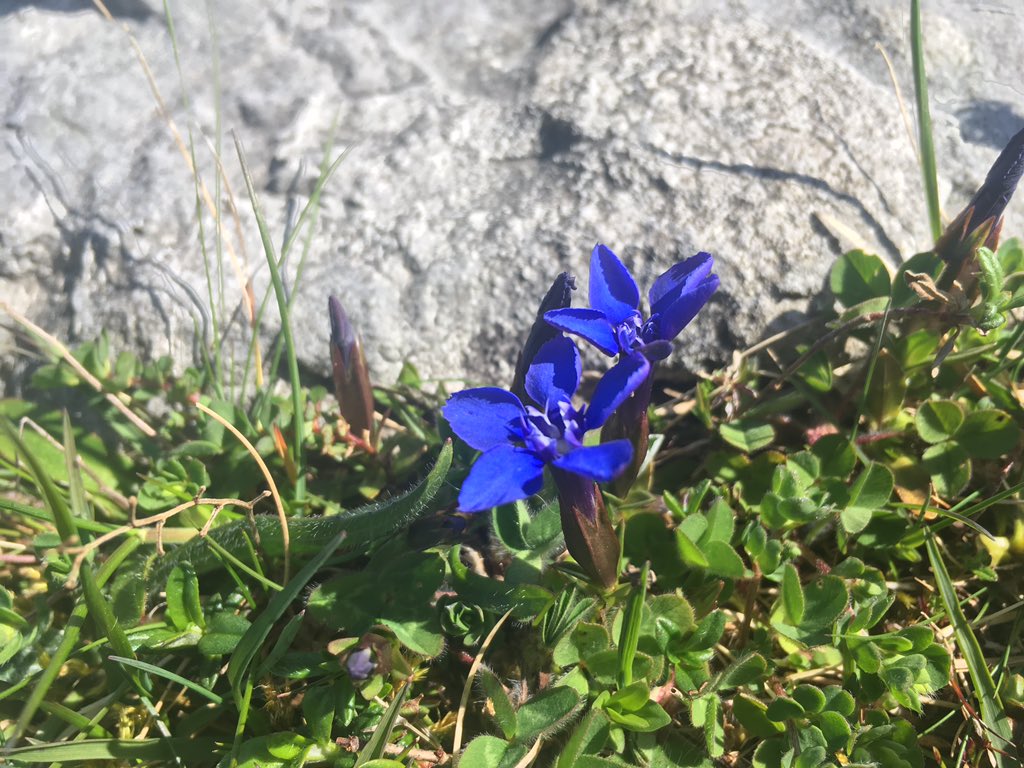 Spring Gentians in The Burren Co. Clare #Burrenflowers #springgentians #walkingtours #naturetours