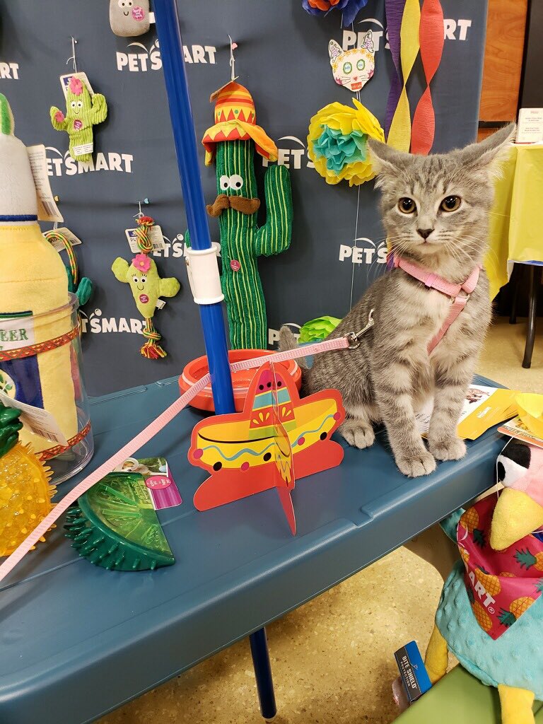 Cat time @ #barkarita <a href="/PetSmartAE/">Associate Engagement</a>