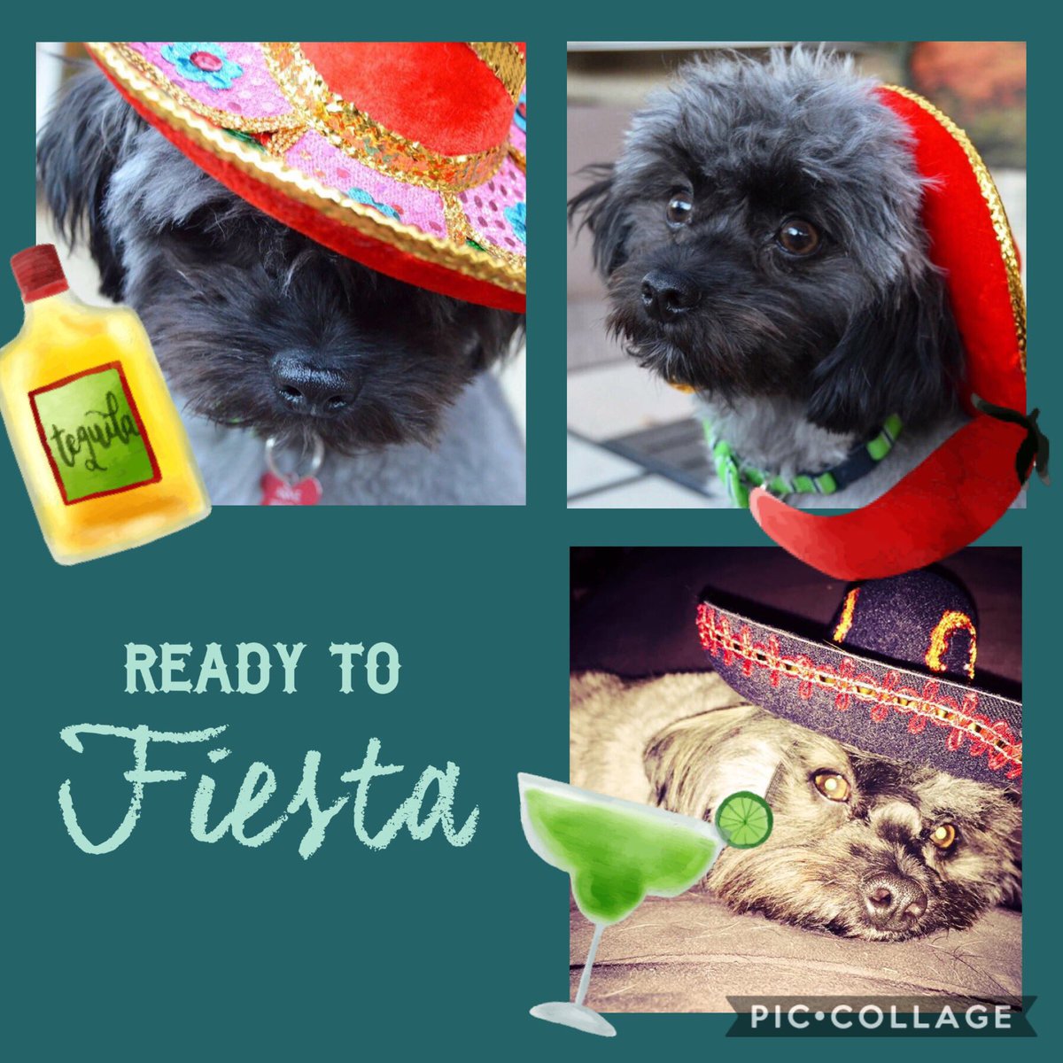 OMID_ARME's tweet photo. Happy #cincodemayo2018 from Little Peanut Omid @AKatPalmer @beaglefreedom @ELVIS_BFP https://t.co/crZuagfO1g