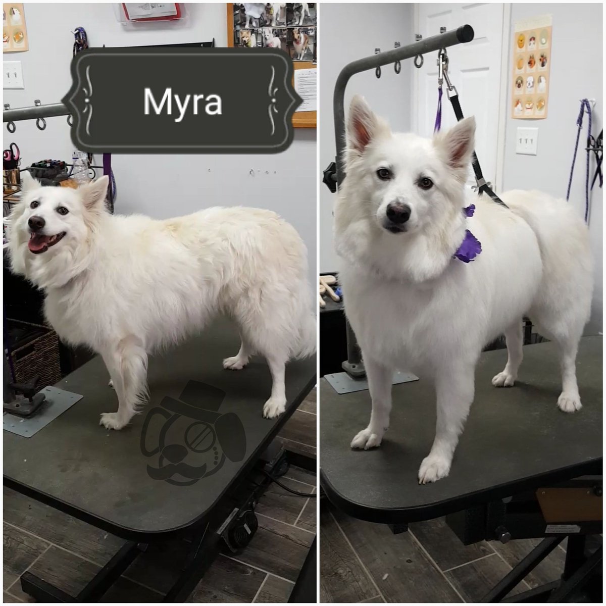 TCCGrooms's tweet photo. #Myra! / 🚿 &amp; Trim / #AmericanEskimo / #conspicupups #dog #dogs #doggrooming #doggrommer #pet #pets https://t.co/PmP2AqUwFX