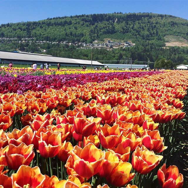 NicoleDRadio's tweet photo. 🌷💐🌈 #saturday #tulipfestival https://t.co/8x9r5yzhlx https://t.co/kaYC6KRmYJ