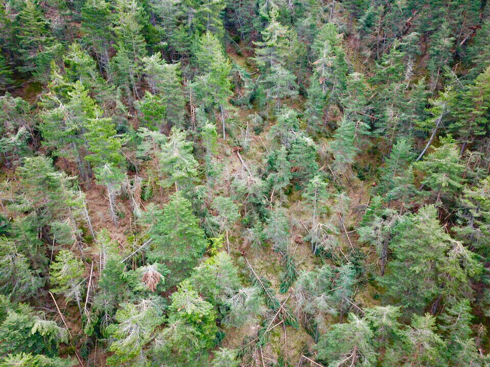 InForestDron's tweet photo. Impactes de les darreres nevades a l’Alt Urgell @AlertaForestal https://t.co/xkgseuqV11