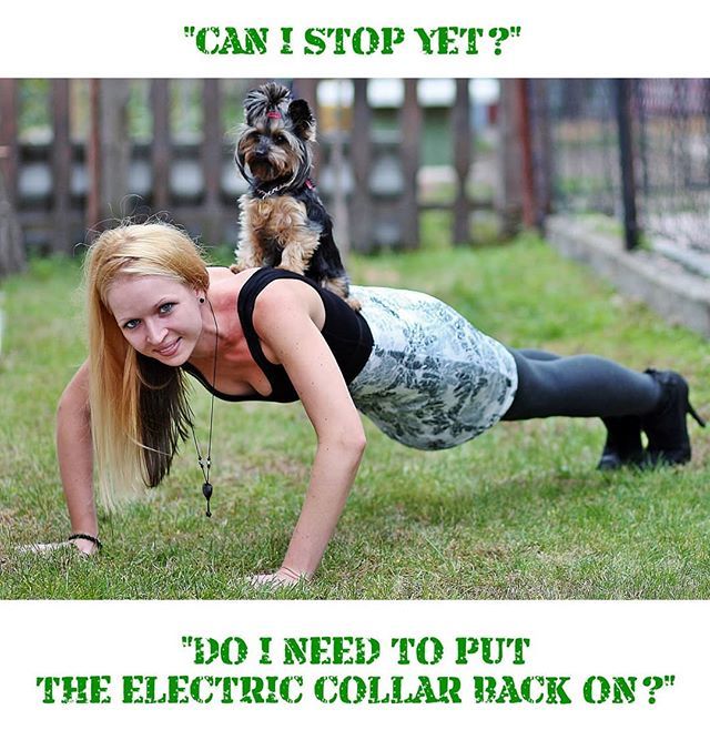 TurnkeyPets's tweet photo. @turnkeypets Yorkie Pushup Training: "Can I Stop Yet?" "Do I Need To Put The Electric Collar Back On?" #meme #memes #yorkie #pushups #dogs #dogtrainer #doglover #smile #yorkiesofinstagram #dogsofinstagram #puppiesofinstagram https://t.co/vCppN99drt