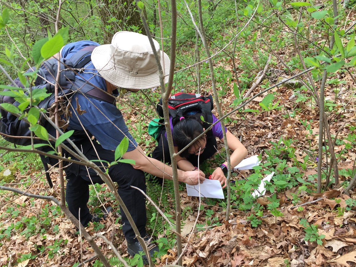 amrita2989's tweet image. So much fun helping @WenJuanMa84 and @parisveltsos look for (and find) Silene virginica @ Green’s Bluff Nature Preserve, Indiana. We even discovered a new patch and found infections!! #fieldworkisfun #springhassprung 😊