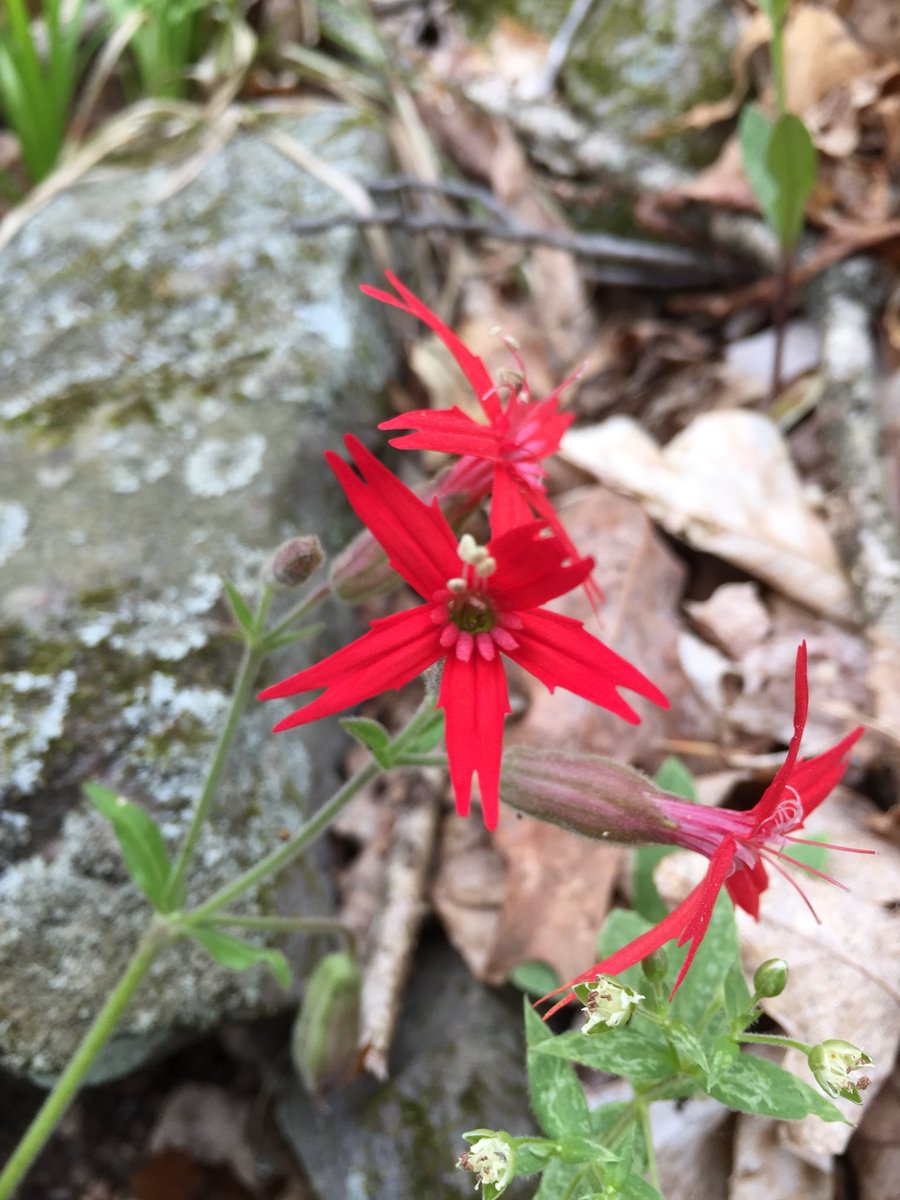 amrita2989's tweet image. So much fun helping @WenJuanMa84 and @parisveltsos look for (and find) Silene virginica @ Green’s Bluff Nature Preserve, Indiana. We even discovered a new patch and found infections!! #fieldworkisfun #springhassprung 😊