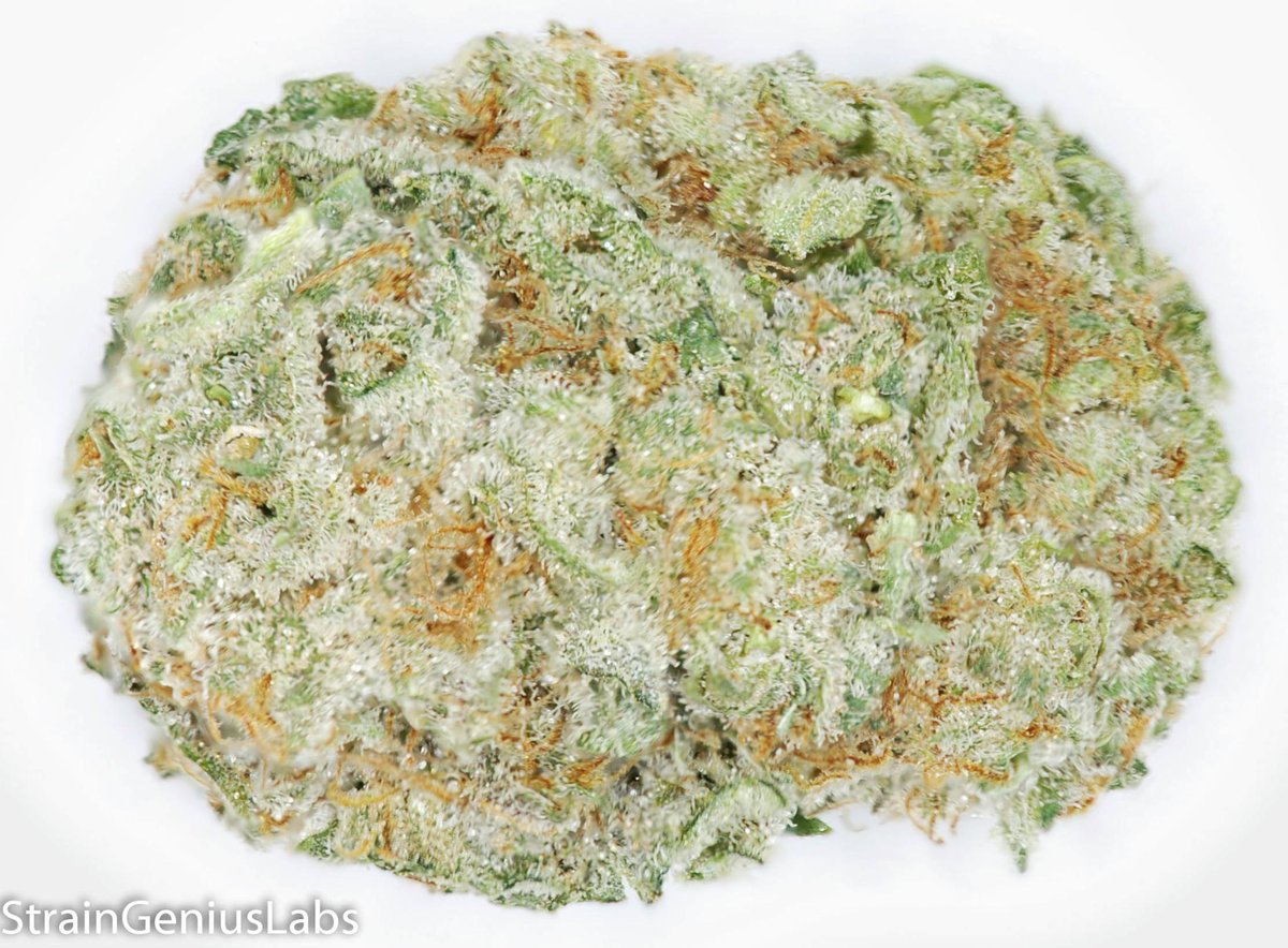 StrainGeniusLab's tweet image. Check out the Sunday Driver we tested for Van Nuys Solutions THC: 19.63% CBD: 0.03% CBN: 0.10%  #MMJ
