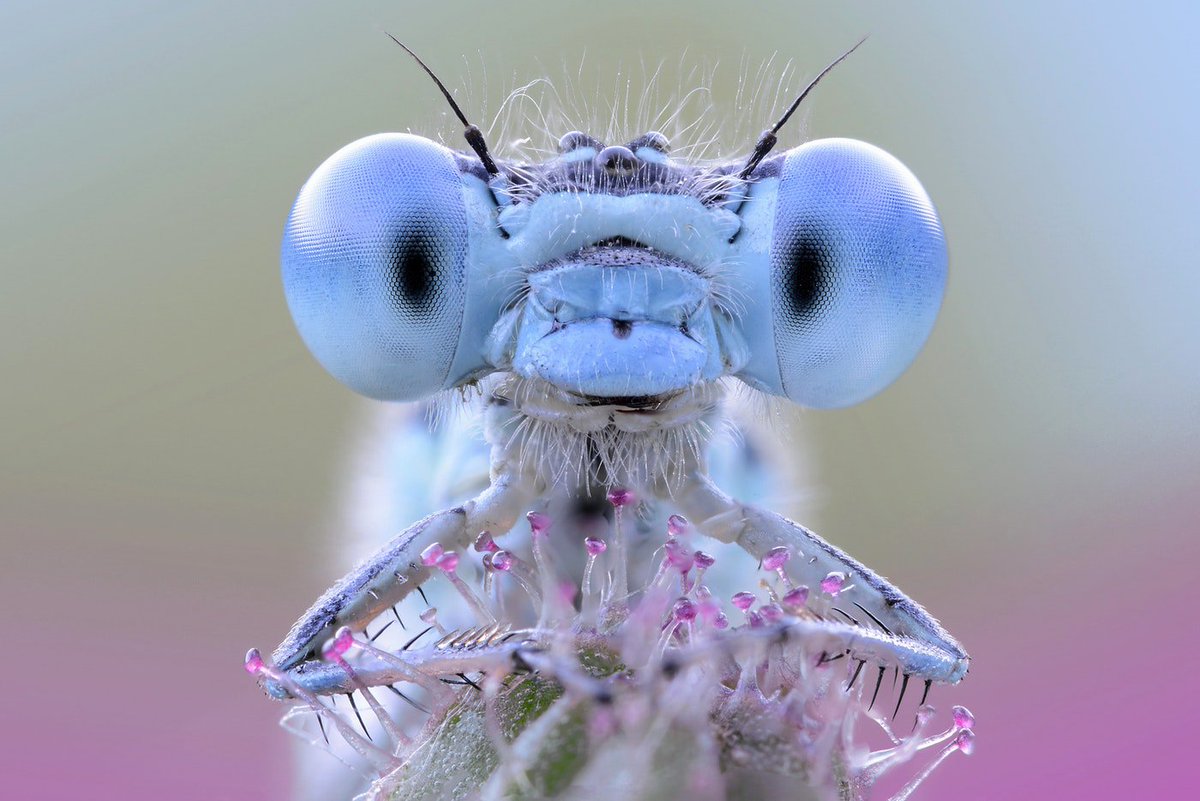 CaraSantaMaria's tweet photo. Damselflies in Sweden are evolving rapidly to adapt to changing climatic conditions. #Damselfly #ClimateChange #InsectAdaptation
https://t.co/1idIJbIDHL https://t.co/wSLVMh1Nqj