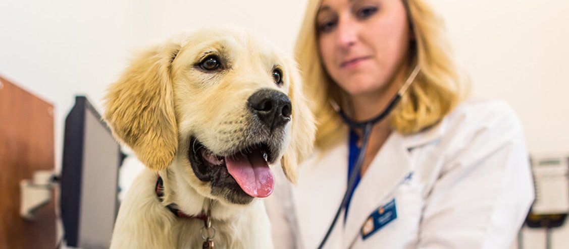 Want to learn how STEM empowers female Veterinarians? Click the link below to hear to learn more from our very own Dr. Carla Lerum: banfield.com/exchange/life-…