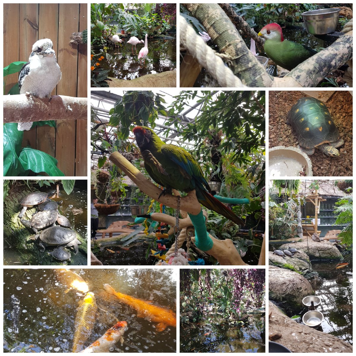 What pictures of my day at <a href="/AVONTURIA/">AvonturiaVogelkelder</a> i love the place/shop so much. It's big lots of animals and lots and lots of goods you can buy for your pet. And when you are hungry there is the restaurant in the shop aswell. Today i buy a lot for my birdy's, who i buy there also :D