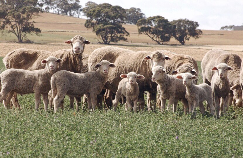 австралия пастбища. выпас скота в австралии. австралия пастбища. австралия пастбища. пастбищное овцеводство австралии.