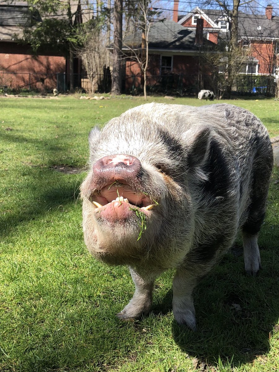 kdmd88's tweet photo. Pic of the week making #PalliativeCare #patients and #healthcare colleagues smile π Cleveland wishes all of you a happy spring weekend! #palliativepig #smilingpig #petpig https://t.co/wtdaAxA1Ug