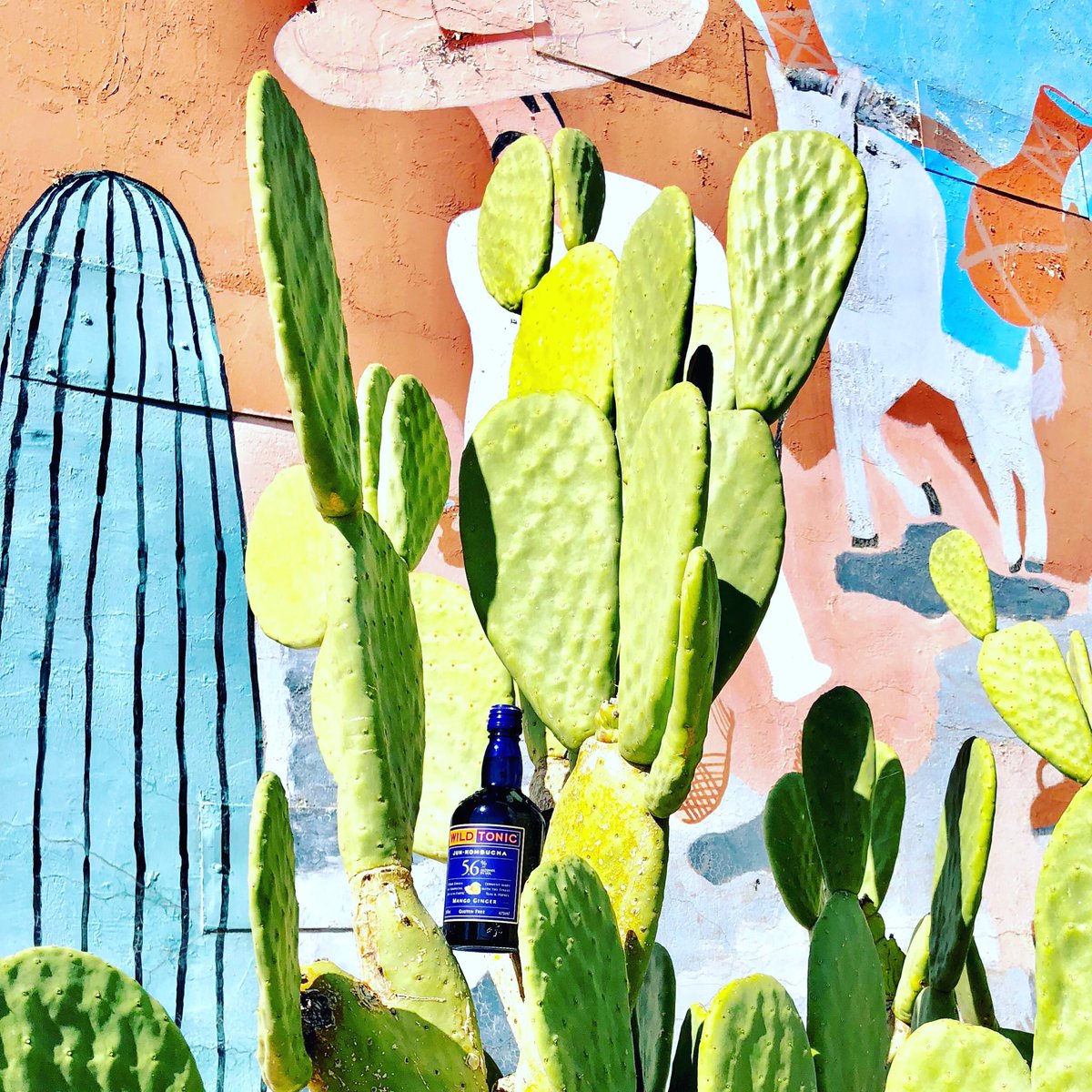 DrinkWildTonic's tweet photo. Celebrar Cinco de Mayo con Wild Tonic! ππππ»
#wildtonic #junkombucha #hardkombucha #kombucha #craftbrew #glutenfree #celebrar #cincodemayo #cincodemayo2018 #sombrero #friends #celebrate #celebration #enjoy #thebuzzwithoutthesting #kombucharedefined #jointhewildtonicrevolution! https://t.co/pftXAez5Xi