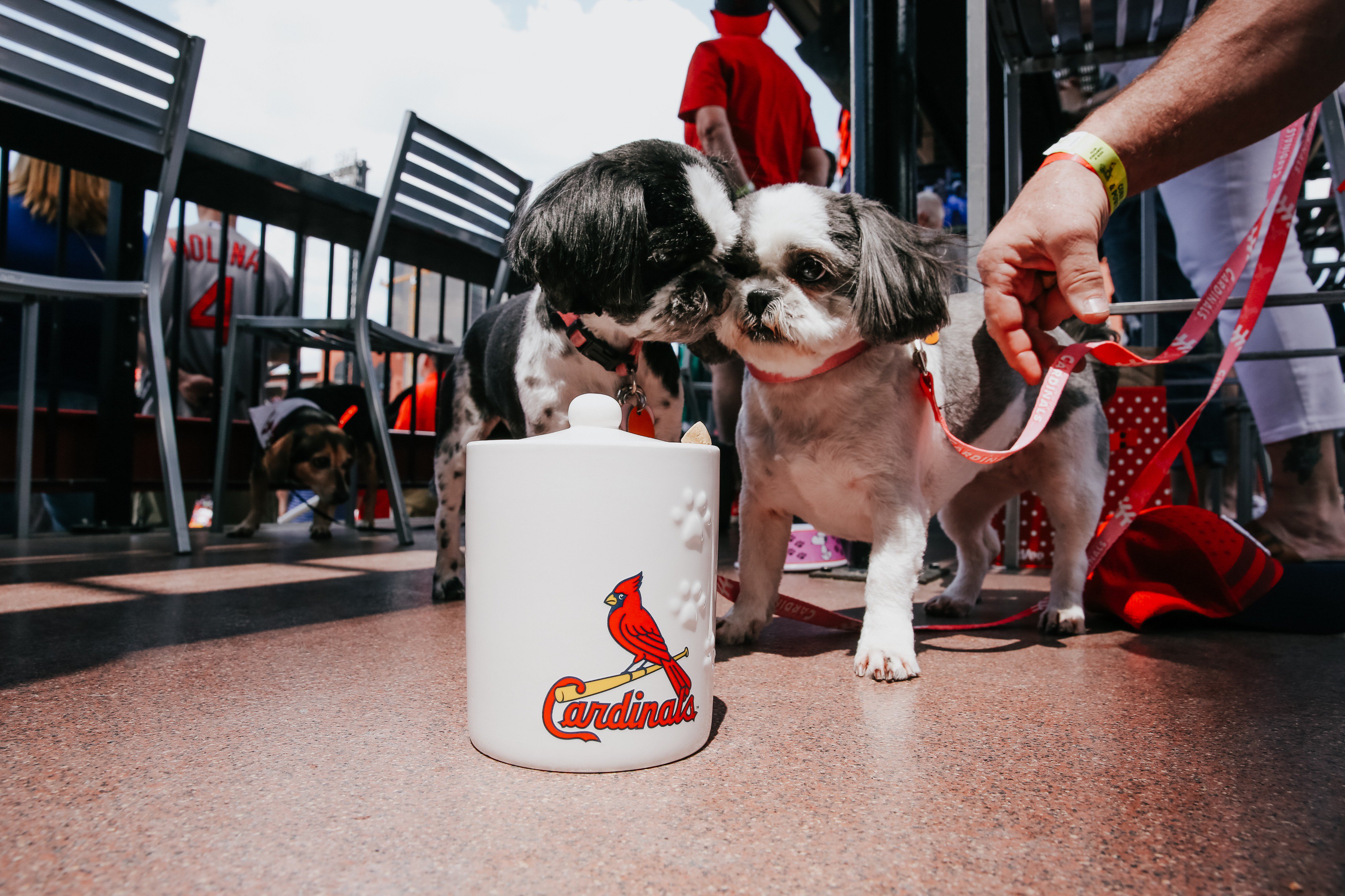 St. Louis Cardinals on X: Purina Pooches in the Ballpark Day 2018