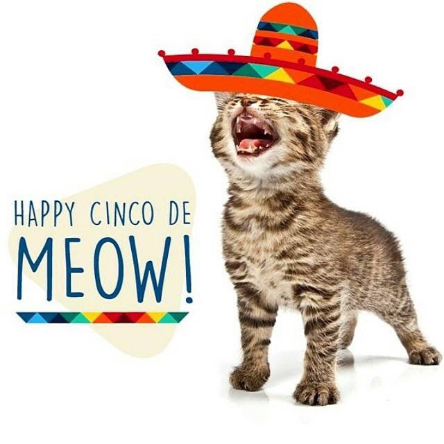 PoshyKimW's tweet photo. Hola!! Have a great day and Cinco de Mayo!! 🌮

#CincoDeMeow #CincoDeMayo #Saturday #CatMeowmy #AddictedToPosh https://t.co/7LQiUG4scg