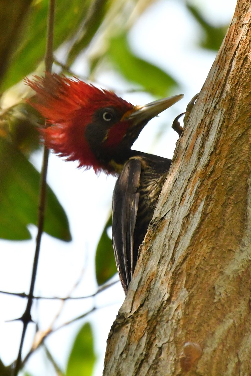 46 especies y contando! en un solo lugar, estero Palo Verde en #Colima. Nos encontramos este precioso pájaro carpintero lineado en el #GlobalBigDay #vidanikon #hablemosdefoto <a href="/VisitColimaMx/">VisitColima</a>