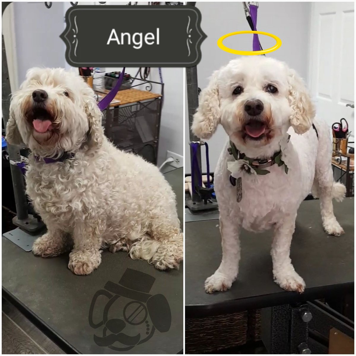 TCCGrooms's tweet photo. #Angel! 👼 / ✂️ / #Cockapoo / #conspicupups #dog #dogs #doggrooming #doggrommer #pet #pets https://t.co/cQz4DgBGyn