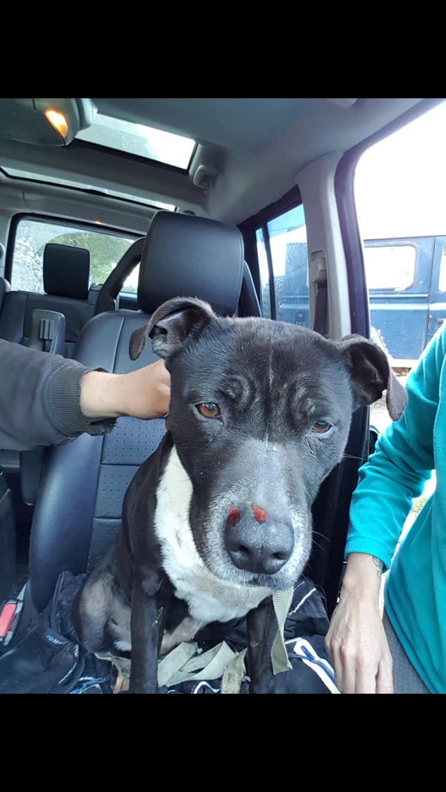 alison_power's tweet photo. @HordleyJeff @MsGfaye @sammeegiles please could you you re-tweet . This dog was found on our farm in Sussex , microchip is Yorkshire.  She’s very friendly but confused. https://t.co/AOjonIiLmw
