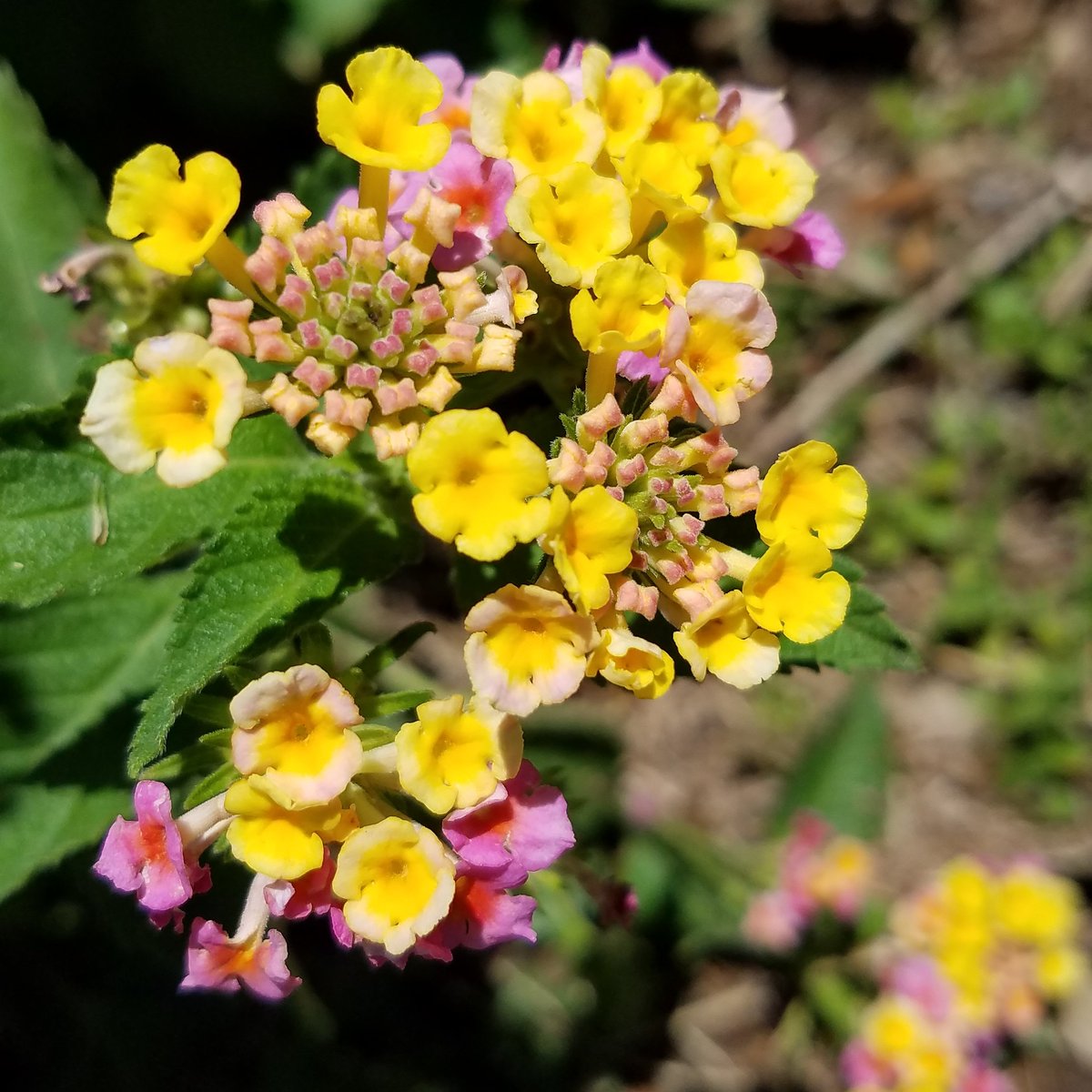 LBJohnsonNPS's tweet photo. The #Lantana around the Boyhood Home are blooming! These #flowers are sometimes called "ham and eggs" because of the pink and yellow color. (cm)
#flowers #blooming #lantana #jctx #hamandeggs #findyourpark #nationalparks #lbjnhp https://t.co/NE439Yyd57