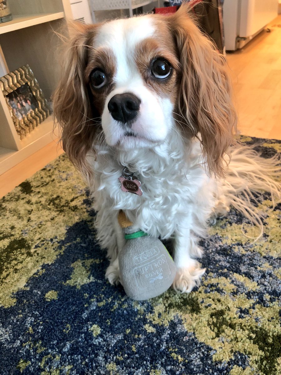 hilary_said's tweet photo. @robresnick speaking of...Jozie would like to share her pup-tron with juju. https://t.co/Q7bh69Icik