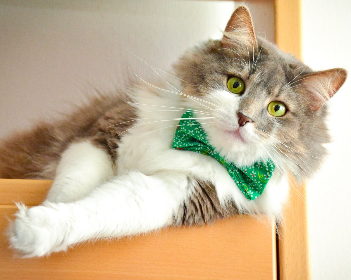 balous_life's tweet photo. Ready to hit all those fridaynightboxpawties 😎💚 #balouslife https://t.co/DZ9wKPu0pP