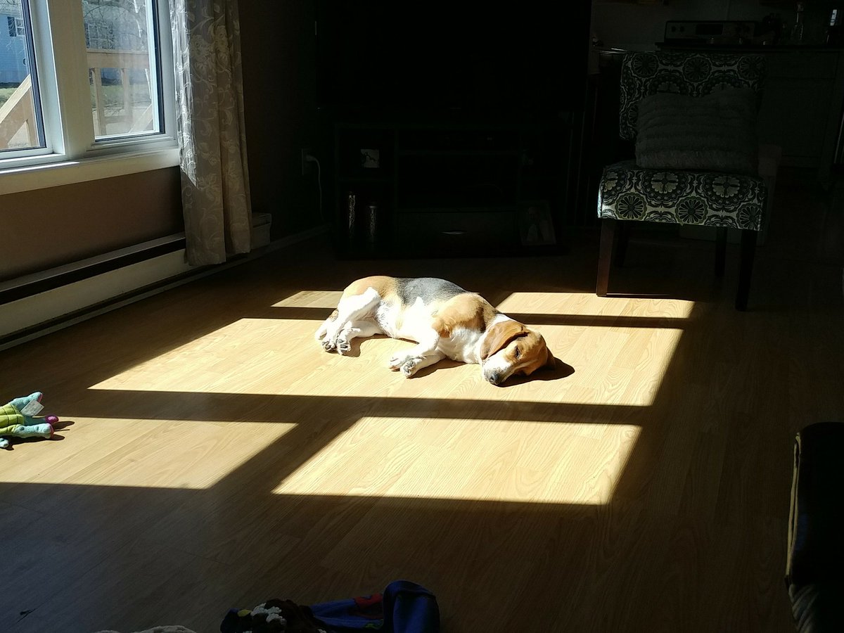 Car Doggos tweet media