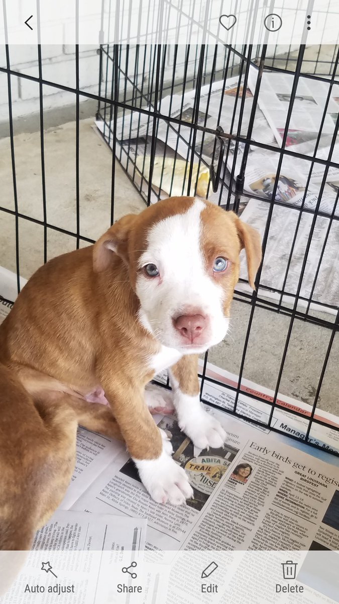 PetSmart Mandeville tweet media