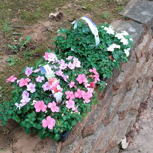_Slainte_'s tweet photo. It's a cloudy, gloomy day. Let's brighten it up little.
.
.
.
#impatiens #pretty #houseprep #somuchtodo #sellingthehousesoon #rvlife #herewecome #travelblogger #wanderlust #foodblogger #cocktailblogger #overdrinks #sunrise2sunset https://t.co/FUPM41QEJd https://t.co/cQC8e7HeFd