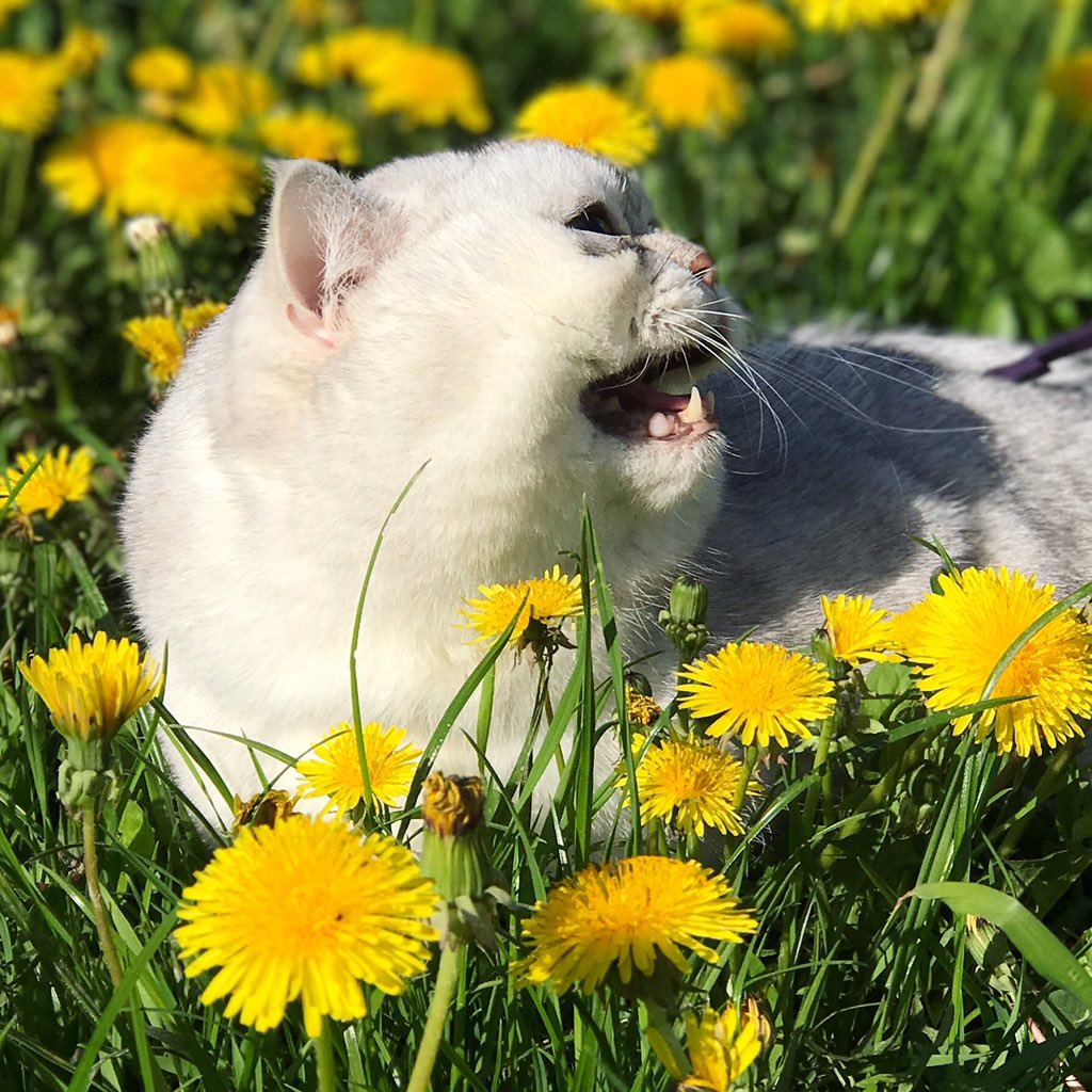 catZephyr's tweet photo. spring walk among dandelions https://t.co/LipL74hSaq