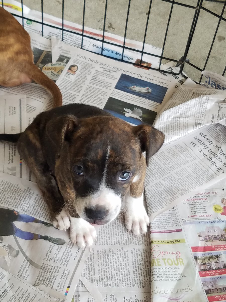 PetSmart Mandeville tweet media
