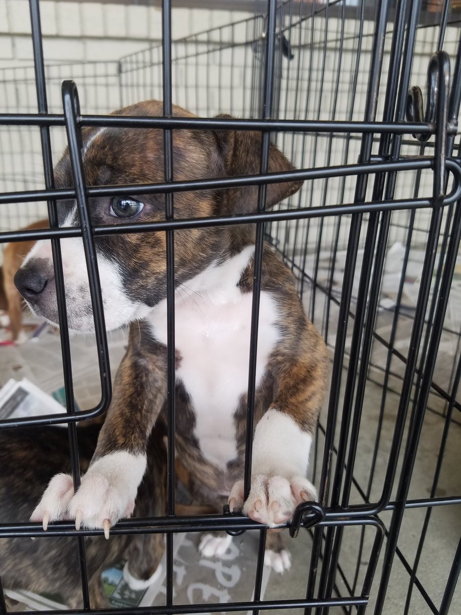 PetSmart Mandeville tweet media