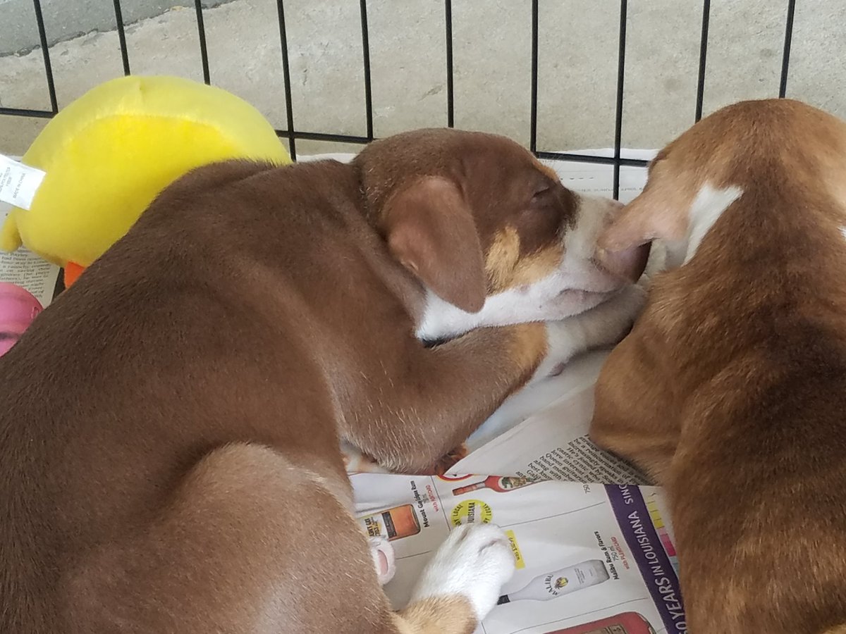 PetSmart Mandeville tweet media