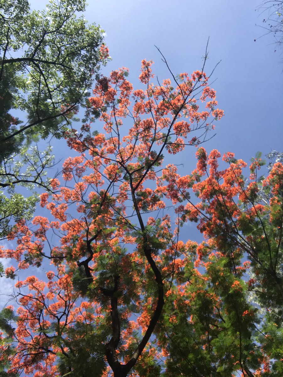 gusotgrunge's tweet photo. #FIRETREES around Manila and anywhere in the Philippines are so underrated! https://t.co/raSPWudjoR