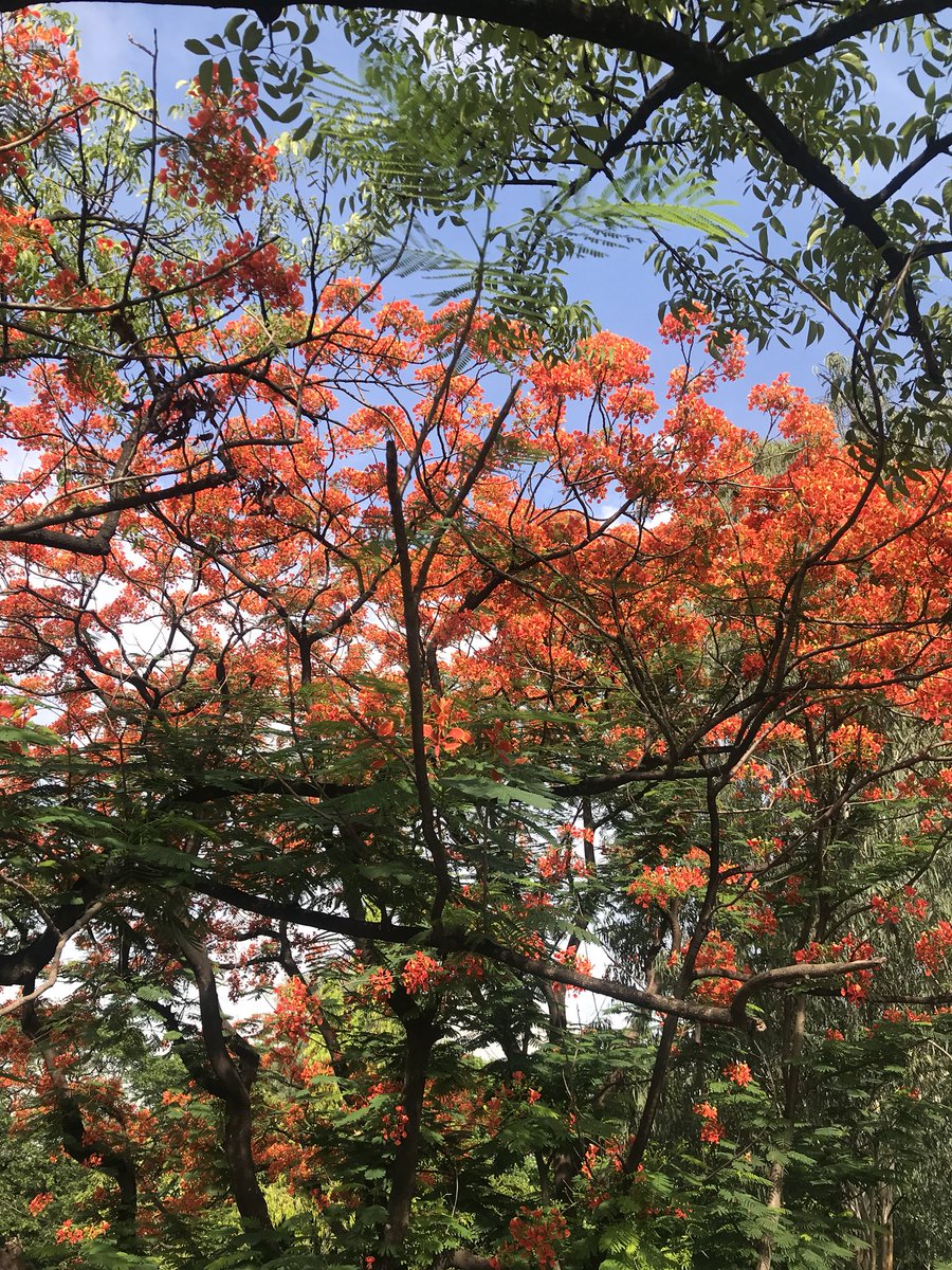 gusotgrunge's tweet photo. #FIRETREES around Manila and anywhere in the Philippines are so underrated! https://t.co/raSPWudjoR