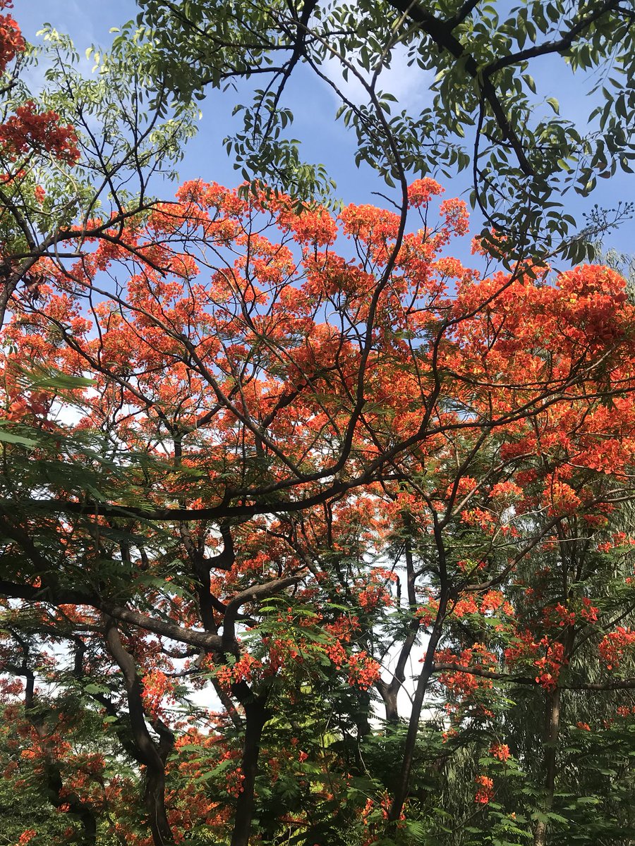 gusotgrunge's tweet photo. #FIRETREES around Manila and anywhere in the Philippines are so underrated! https://t.co/raSPWudjoR