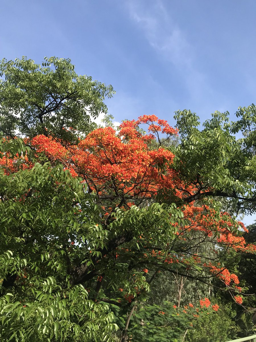 gusotgrunge's tweet photo. #FIRETREES around Manila and anywhere in the Philippines are so underrated! https://t.co/raSPWudjoR