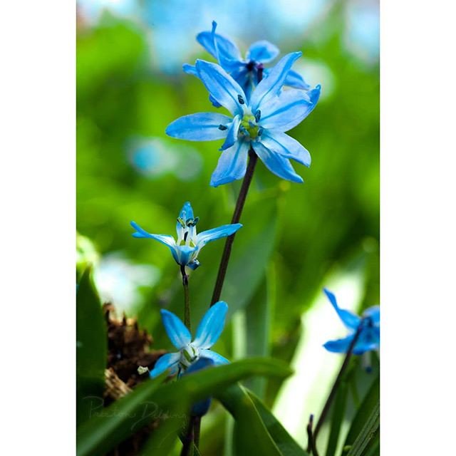 DaggArtist's tweet photo. Reposting @pdibs1000_macro:
Oh yeah 70+° weather! Love it.
.
.
.
.
.
.
#spring2018 #macrophotography #flowers #photography #fashion #macro #flower #photographysouls #spring2018collection #macro_perfection #flowerstagram #photographylovers #spring2018readytowear #macro_captures https://t.co/BXQ6bw3clI