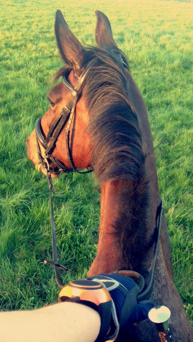 4_frawley's tweet photo. Sunny evening ready for our freestyle tomrorow 💃🏻💃🏻 #dressage #sun https://t.co/dn7g3XbbaK