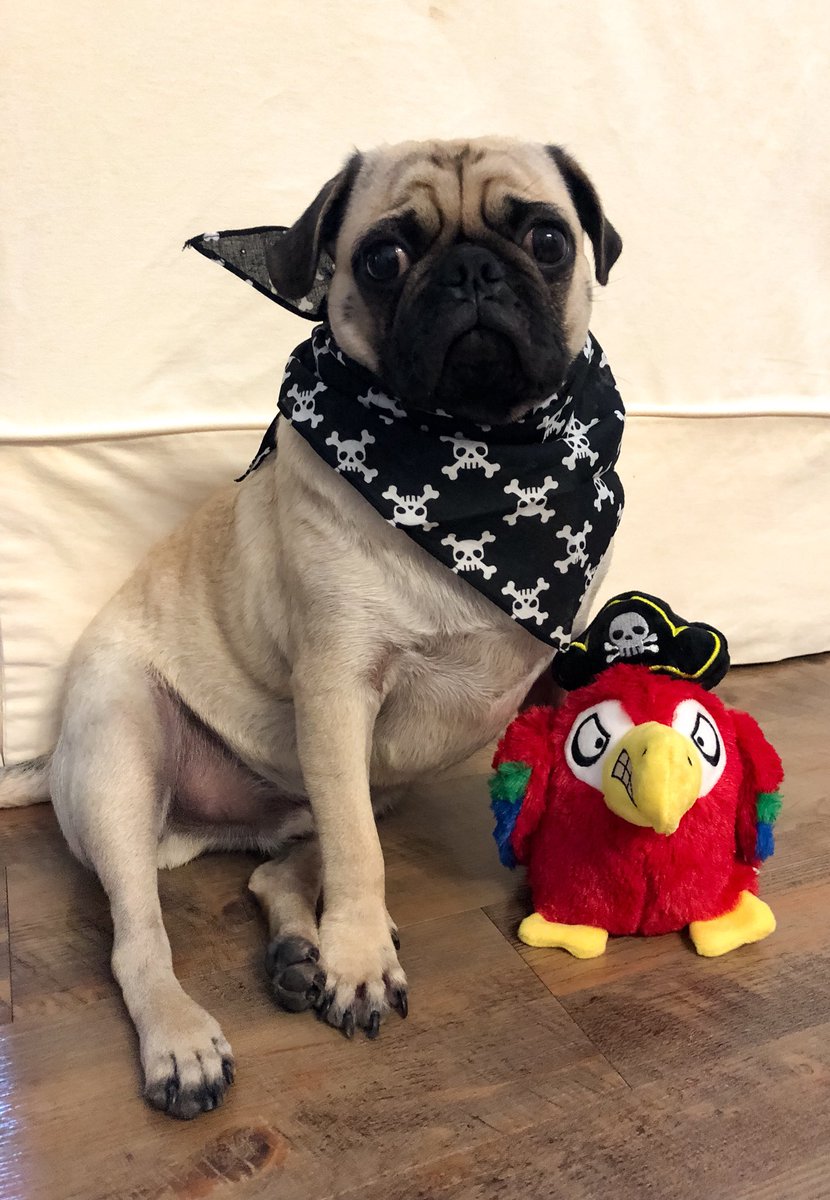 mateospug's tweet photo. I win a #BarkBoxDay contest ! ๐ฆ
#MateoThePug #1yearold #fawnpug #pug #pugs #pugspot #pugsworld #carlino #pugsofinstagram #puglife #pugpuppy #puglove #pugscute #cutenesspug #pugmania #puglover #pugsoftexas #pugsofaustin #carlino #pugstagram #carlinosininstagram #obssesedwithpugs https://t.co/nyaZhyTdYN